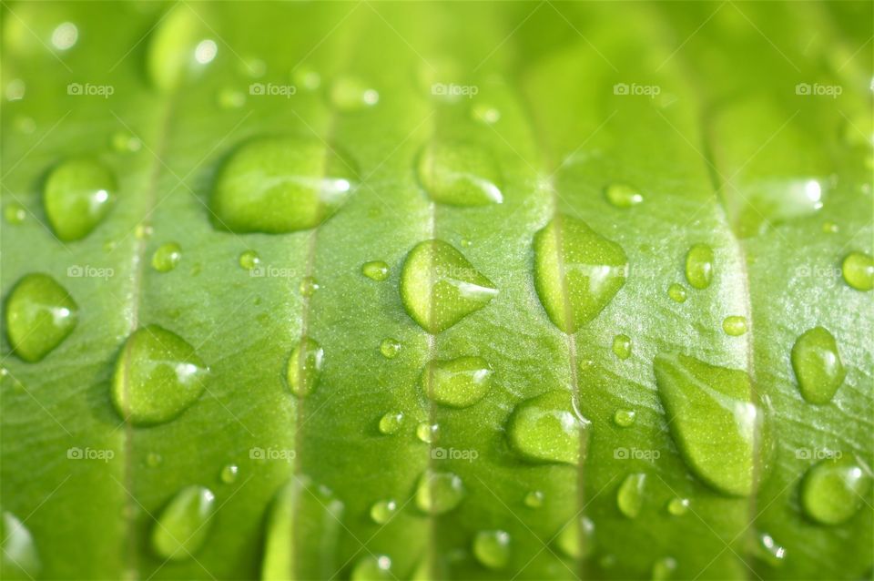 Rain on a leaf