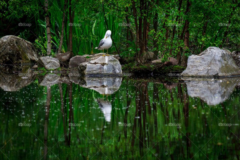 Nature, Water, Garden, Stone, Summer