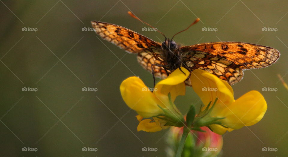 Butterfly Sitting On Flower With Wide Open Wings