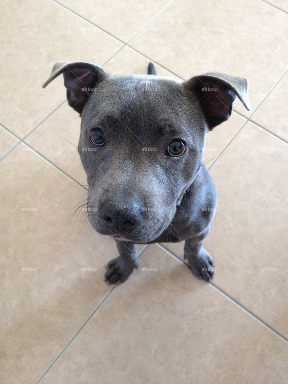 Overhead view of a black dog