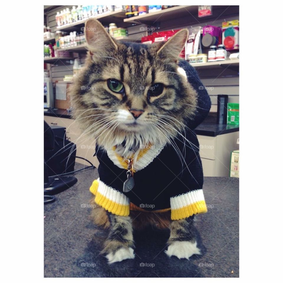 Cat in Sweater