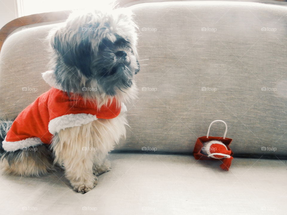 christmas dog with christmas gift