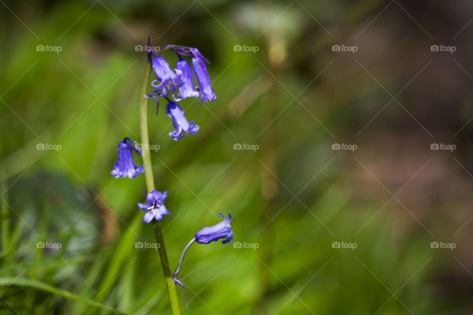 Purple flower handing on plant