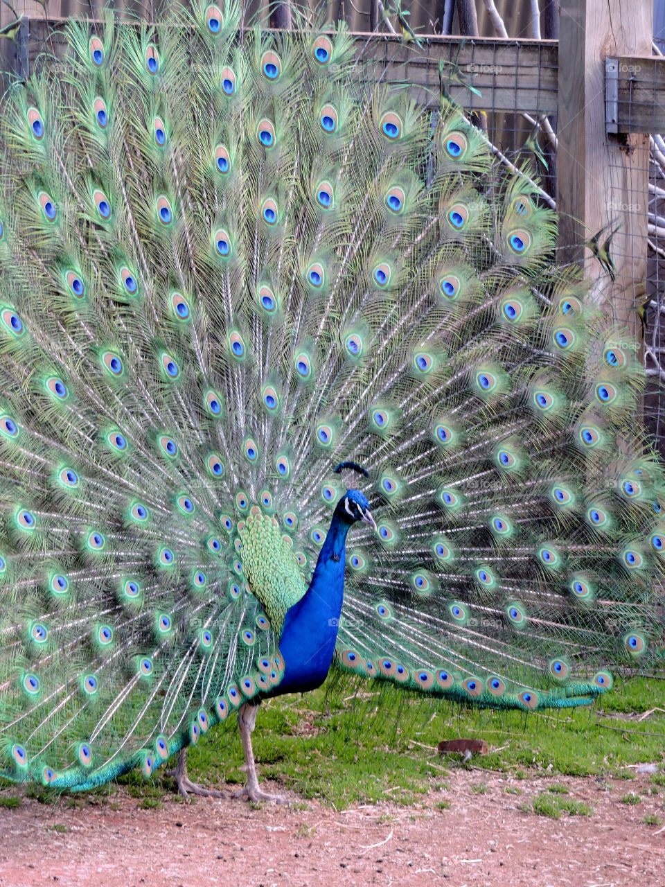 peacock