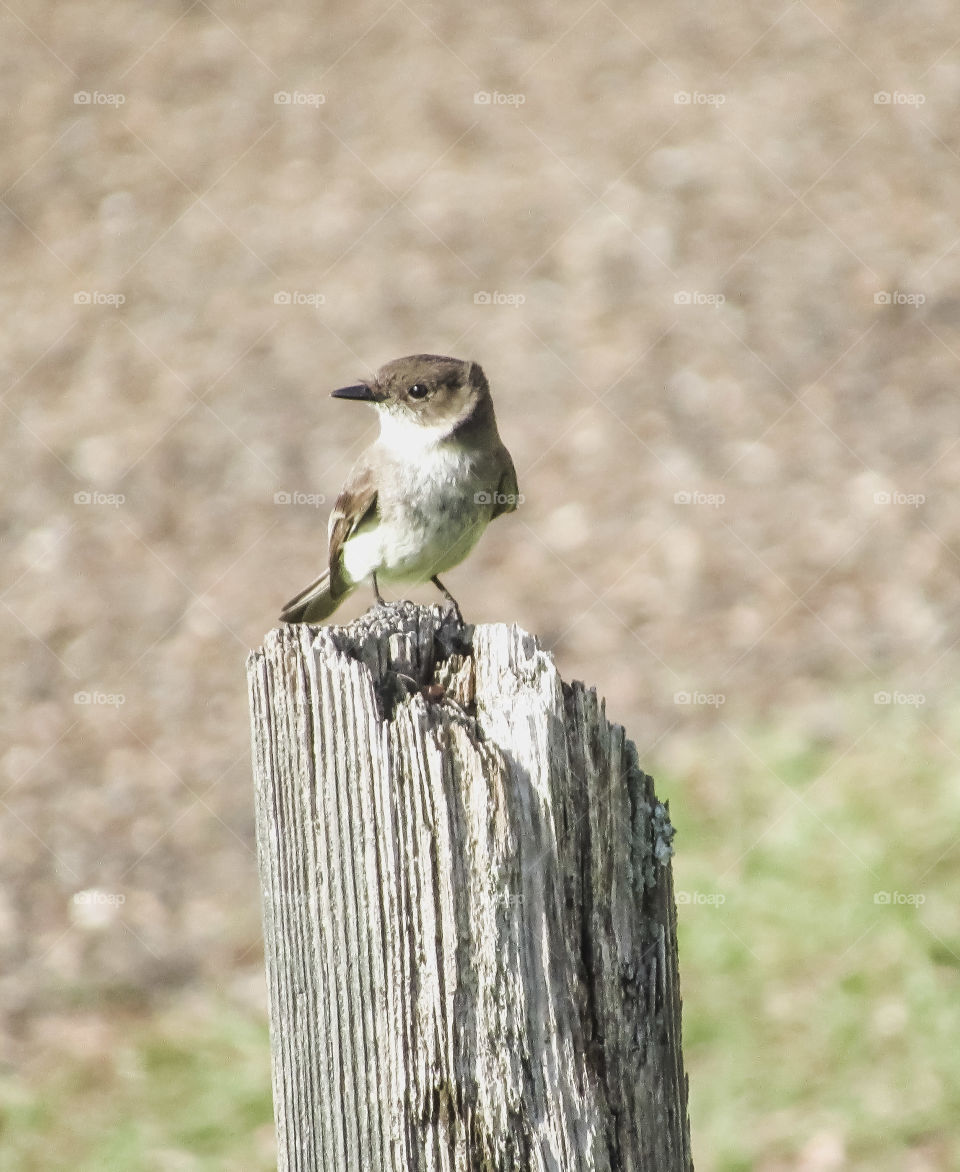 bird on post outdoors