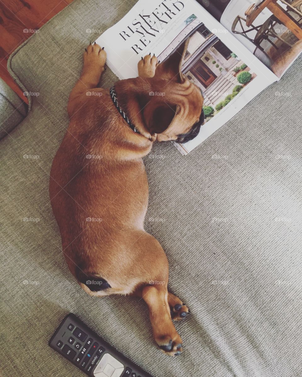 Frenchie reads Magnolia 