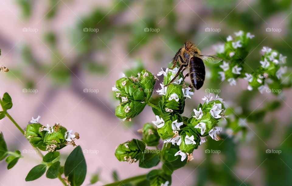 Spring and the bees are working