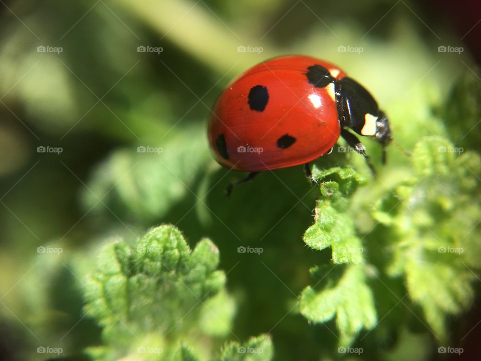 Elevated view of a Ladybird