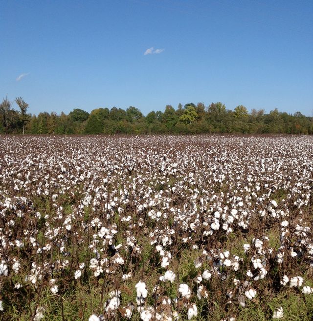 Cotton Field