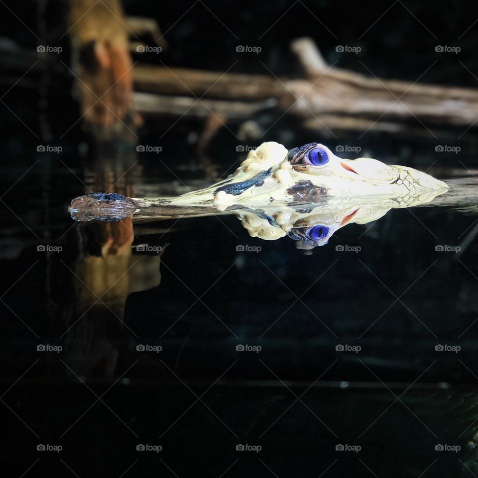 White alligator name Tchompitoulas 