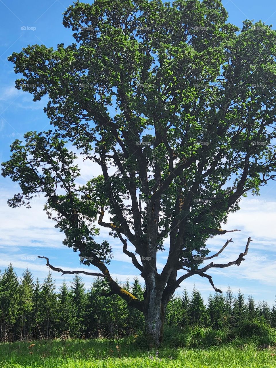 view of a majestic green tree against blue sky with white cloud background at the top of Chehalem Ridge Nature Park in Oregon