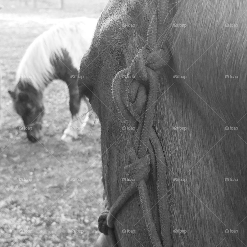my mares point of view