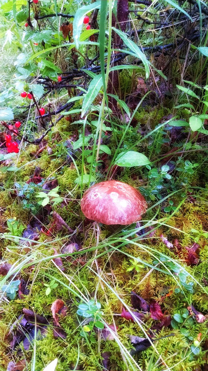 Looking closely at the forest floor in the wilderness of Alaska.