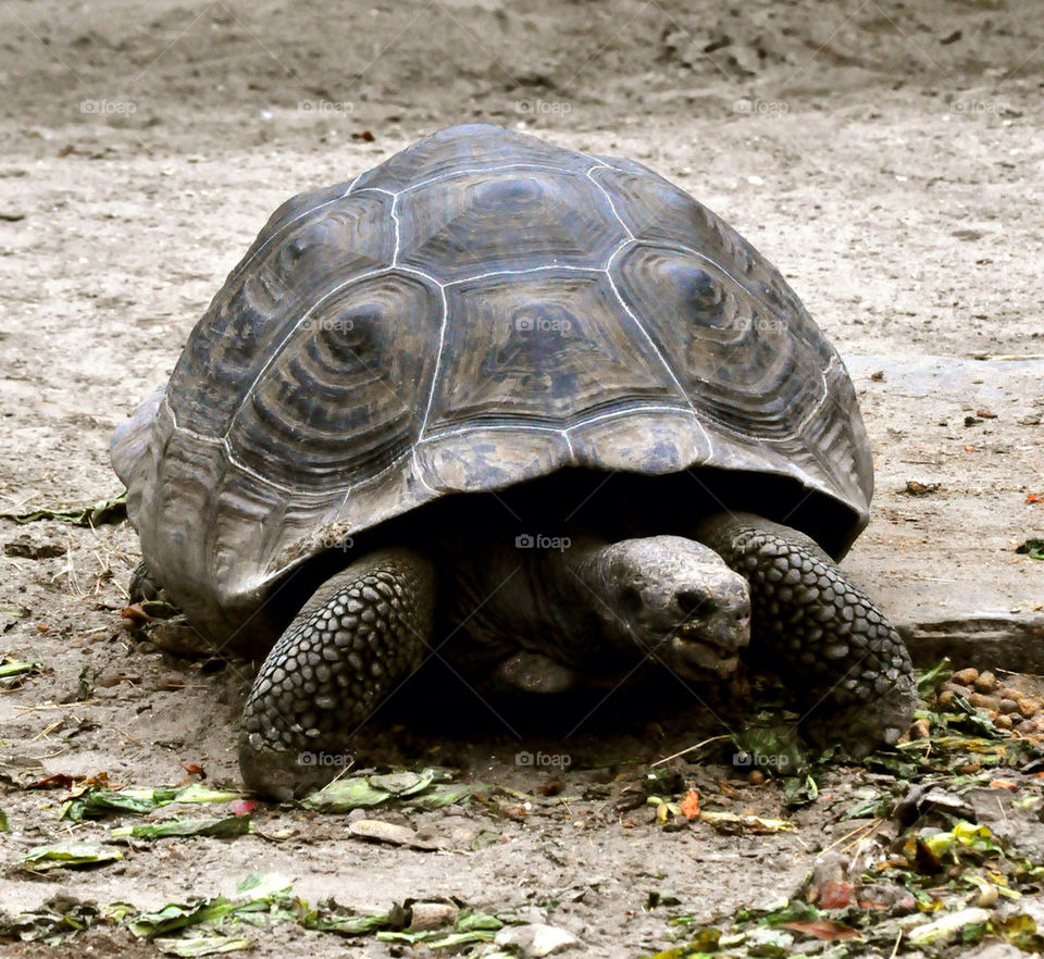 animal tortoise myrtle beach south carolina outdoors by refocusphoto