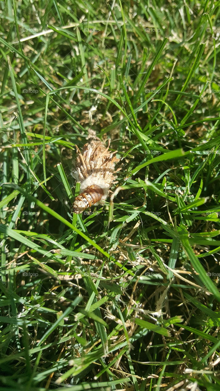 Stages of a caterpillar life.