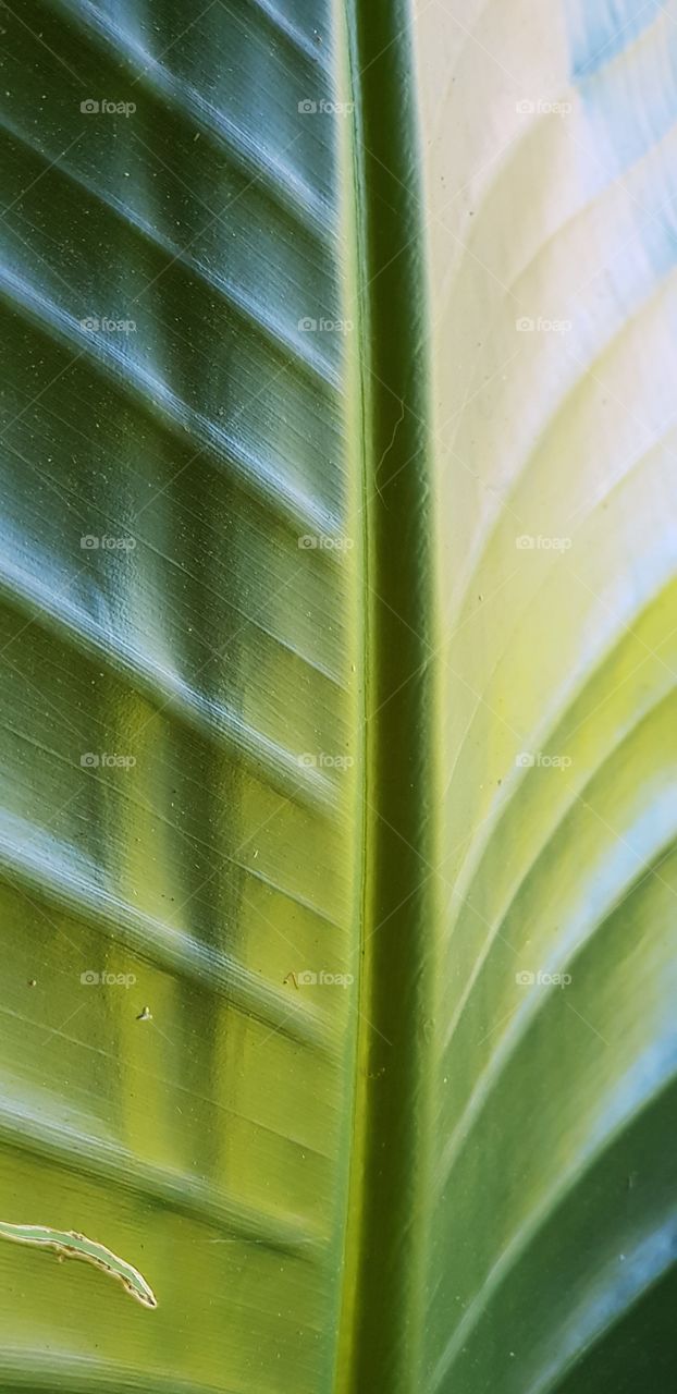 close up leathery leaf