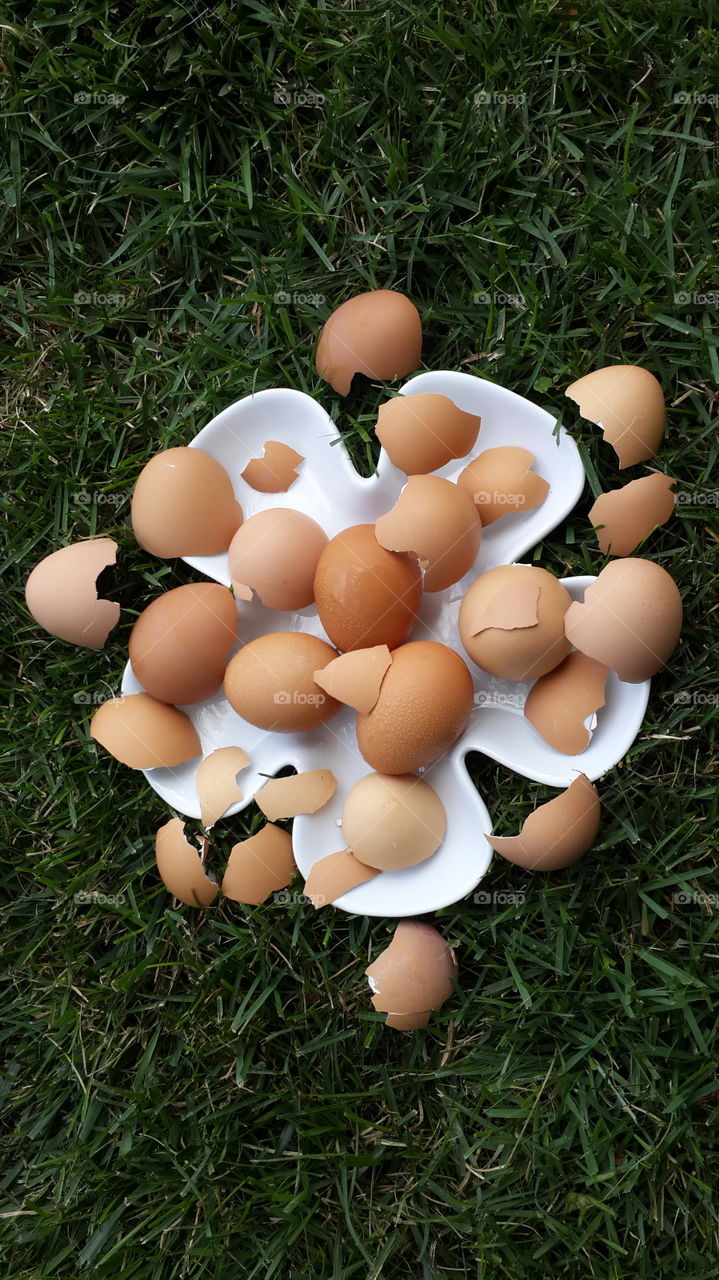 Brown eggs with shells