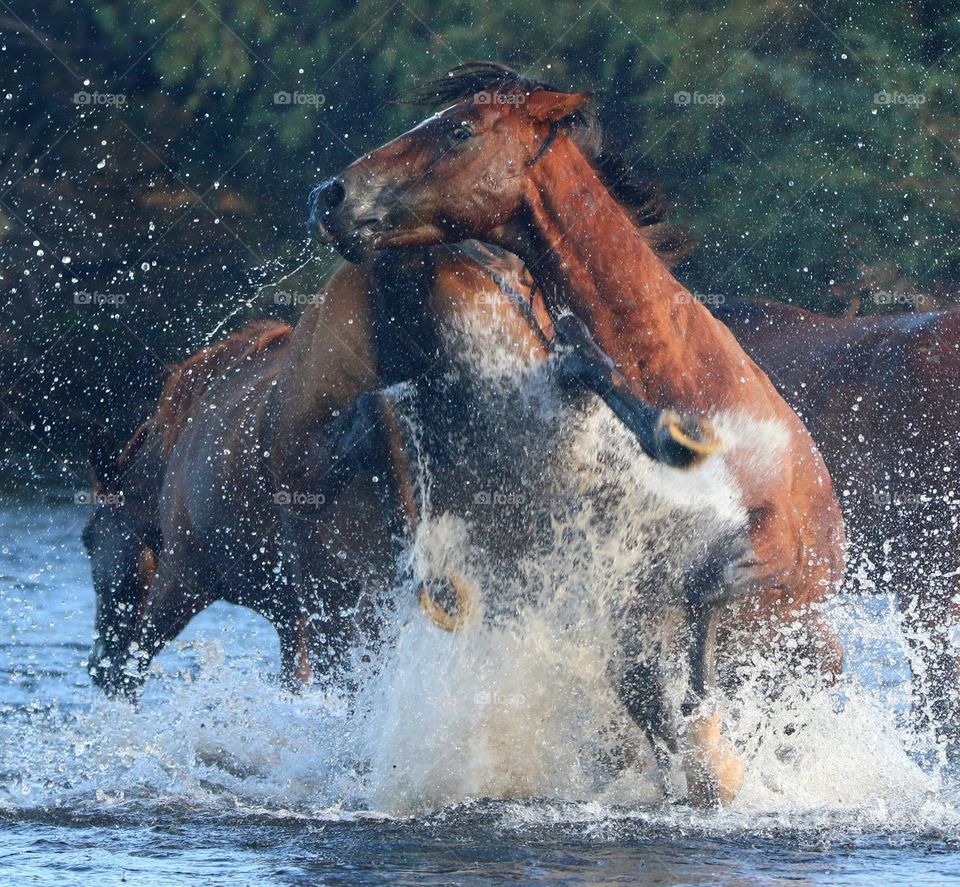 A Kick Between Wild Horses