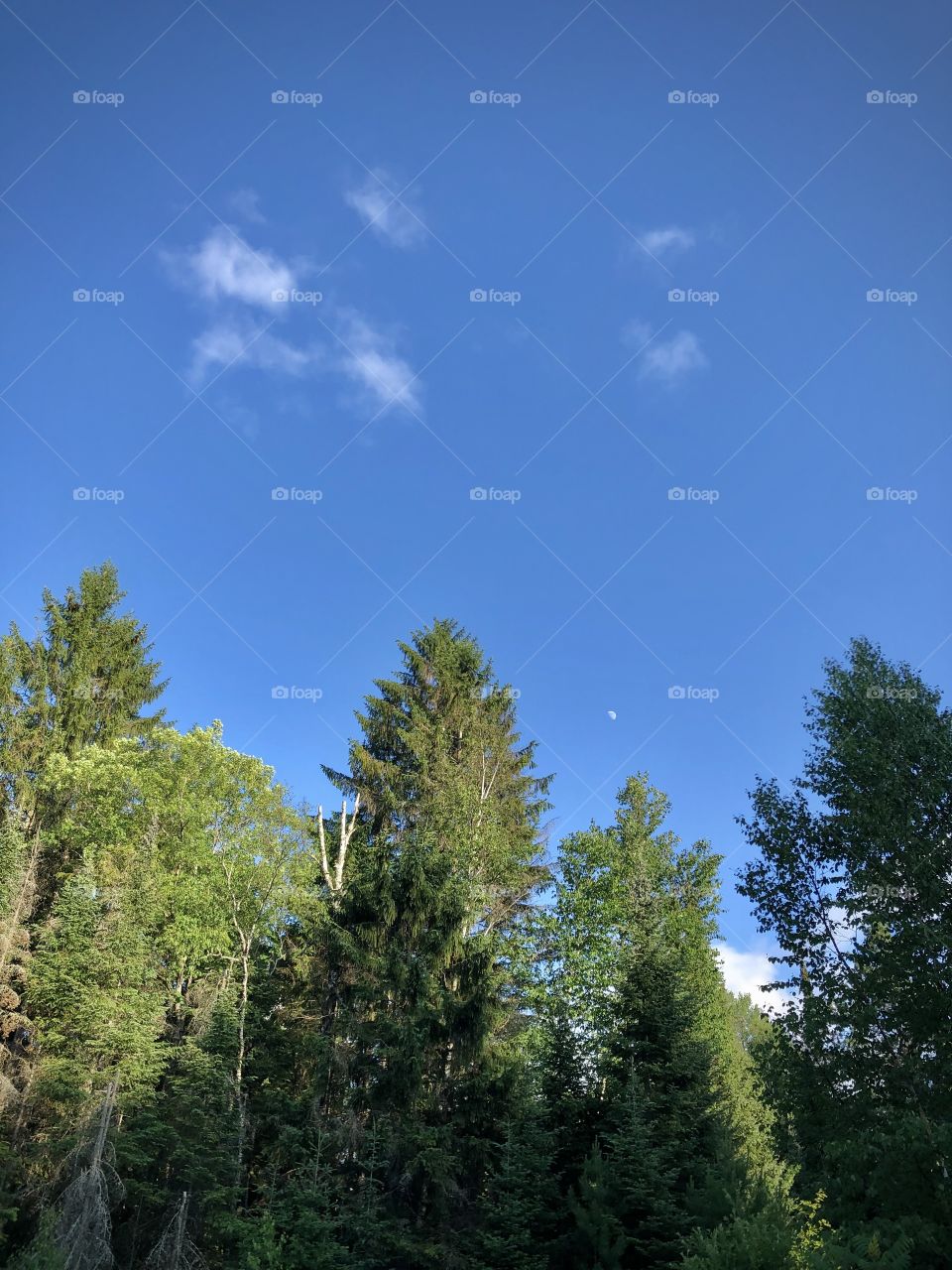 A sliver of the moon above the pines.