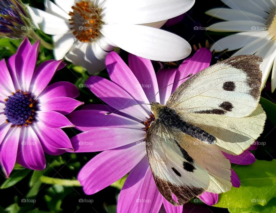 cabbage white butterfly on a pink flower