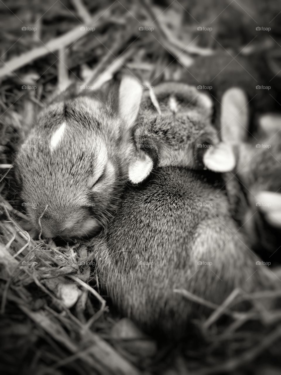 cute cuddly bunnies