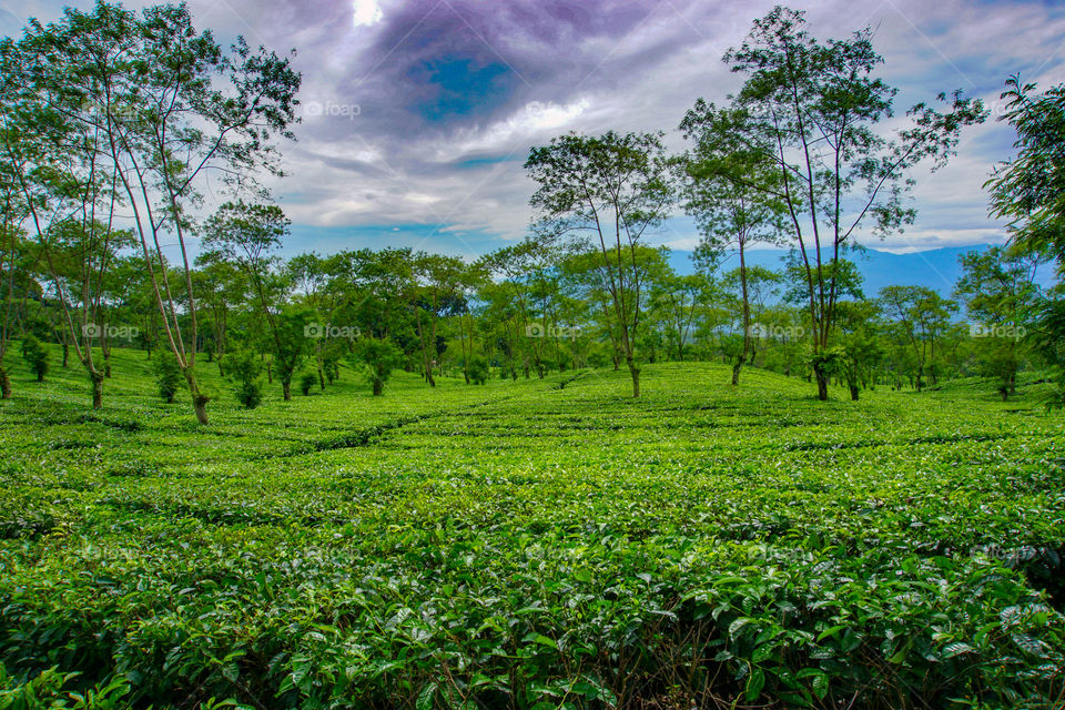 Tea Plantation, Lawang
