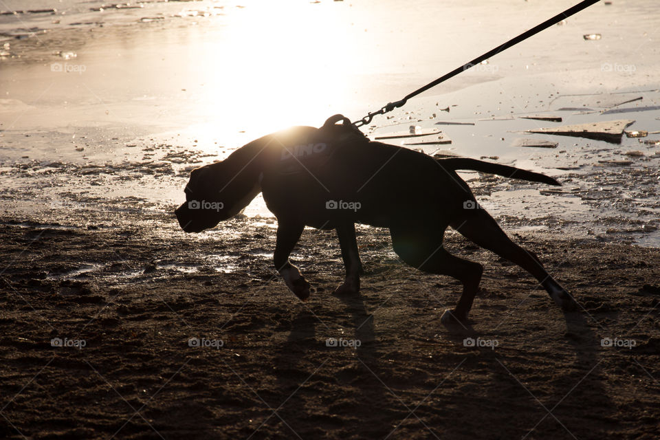 Puppy dog curious winter ice sun backlit , valp hund nyfiken is kallt motljus vinter sol 
