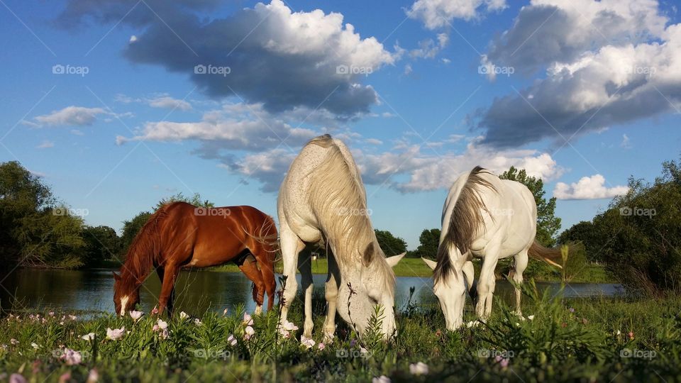 Three horses grazing on a gorgeous spring day under a blue sky white clouds and green grass