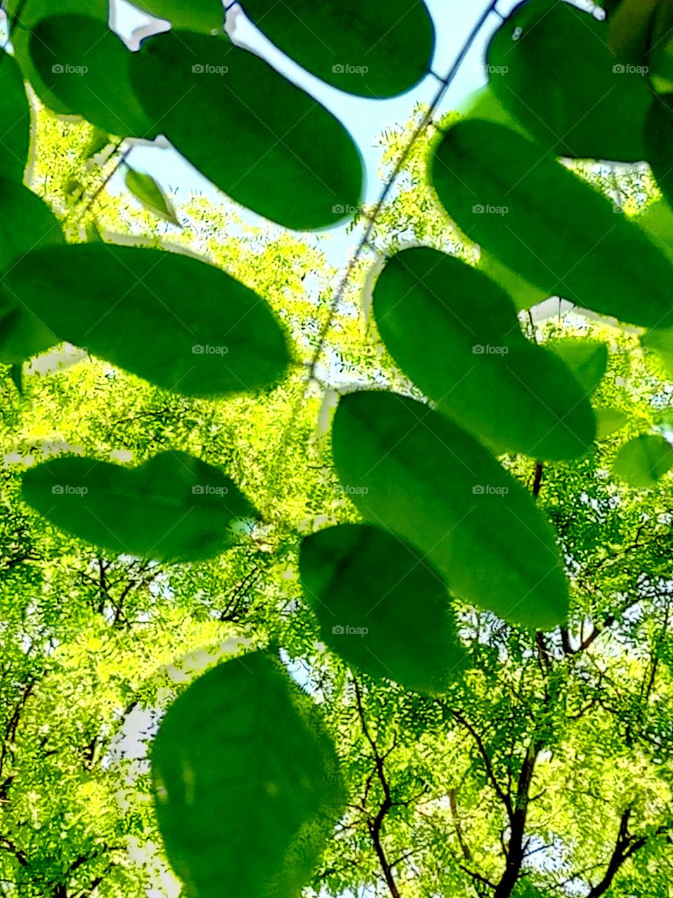 Leaf, Flora, Nature, Growth, Lush