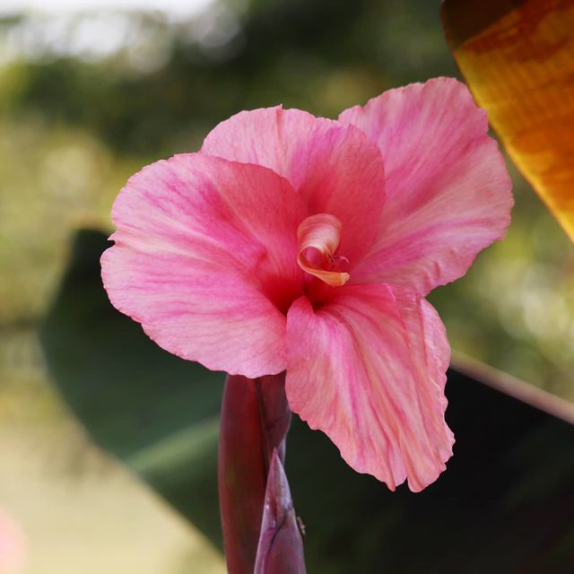 pink flower