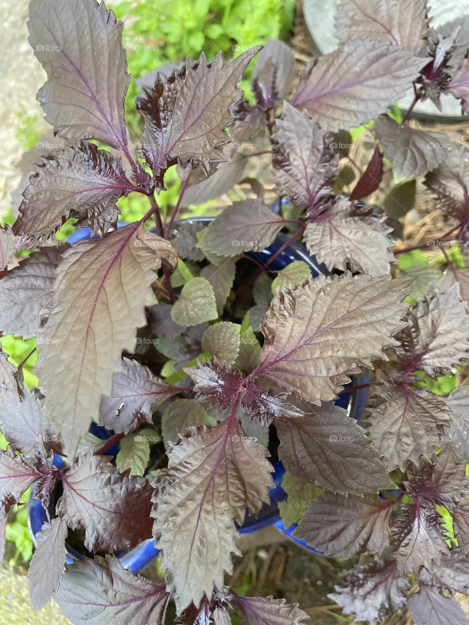 Purple and green 