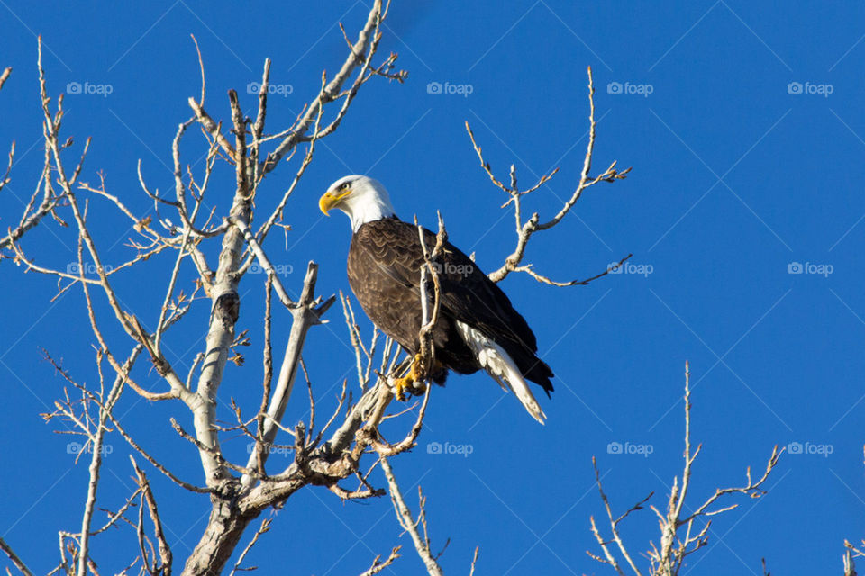 American bald eagle watches from a tree