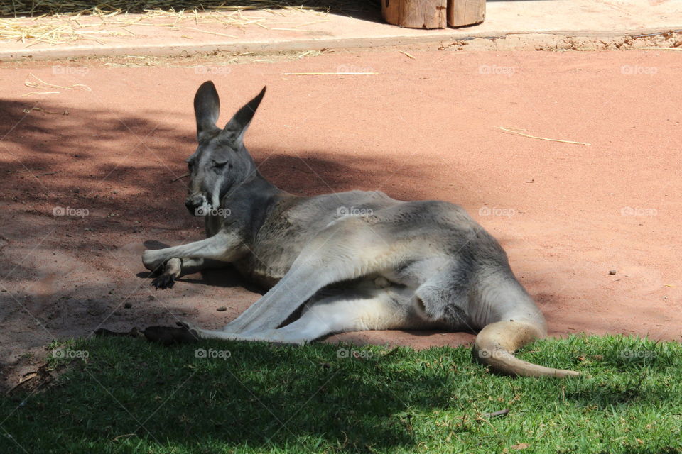 Big red kangaroo lazing around on a warm afternoon