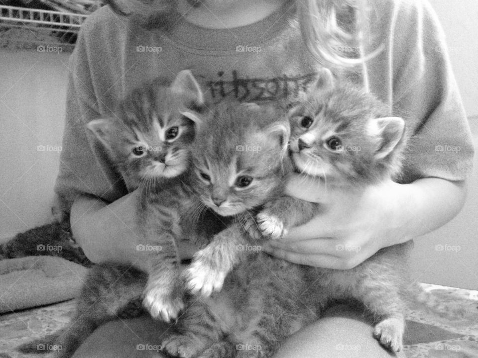 Three little kittens all in a row