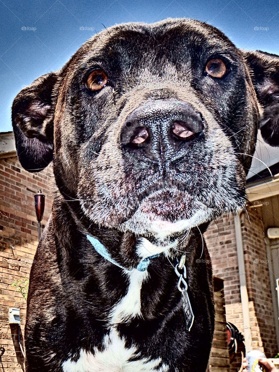 Golden Black Lab Eyes