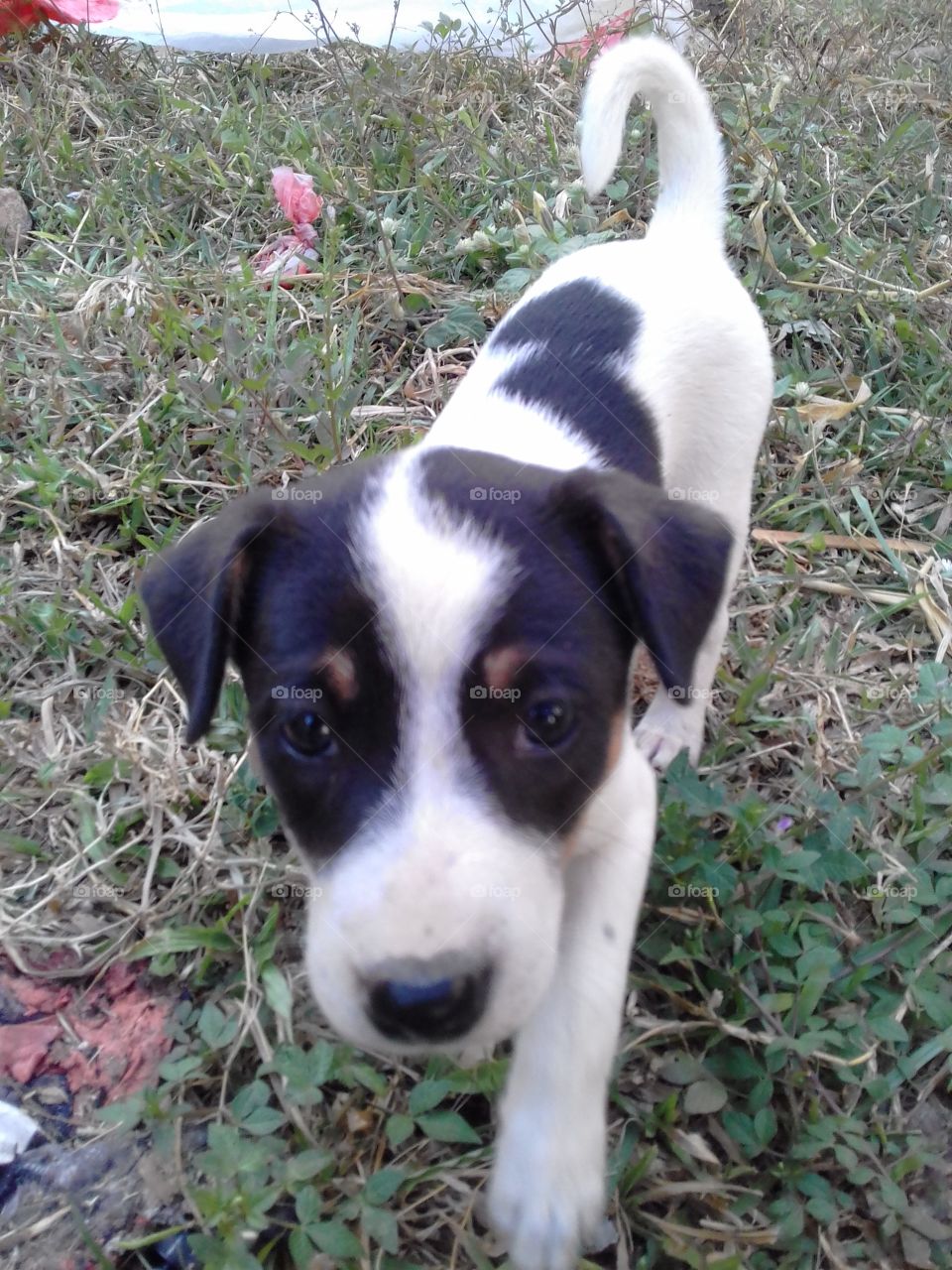 Cute  Black & White Small Dog..