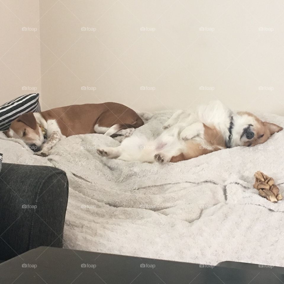 Sleepy dogs funny furniture home puppy dog Corgi beagle mix mutt