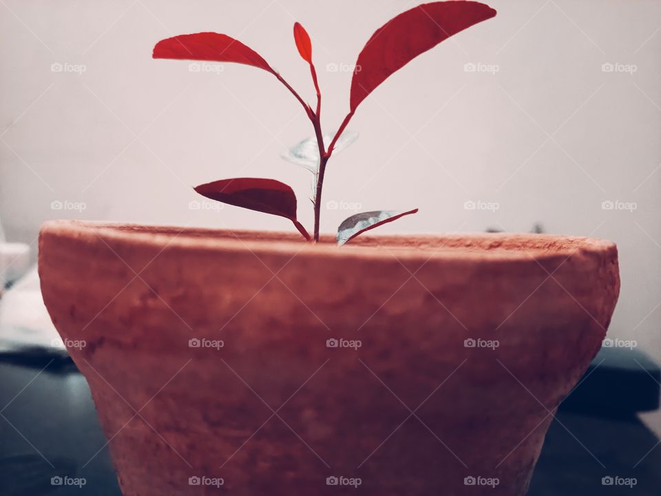 portrait of plant🍂