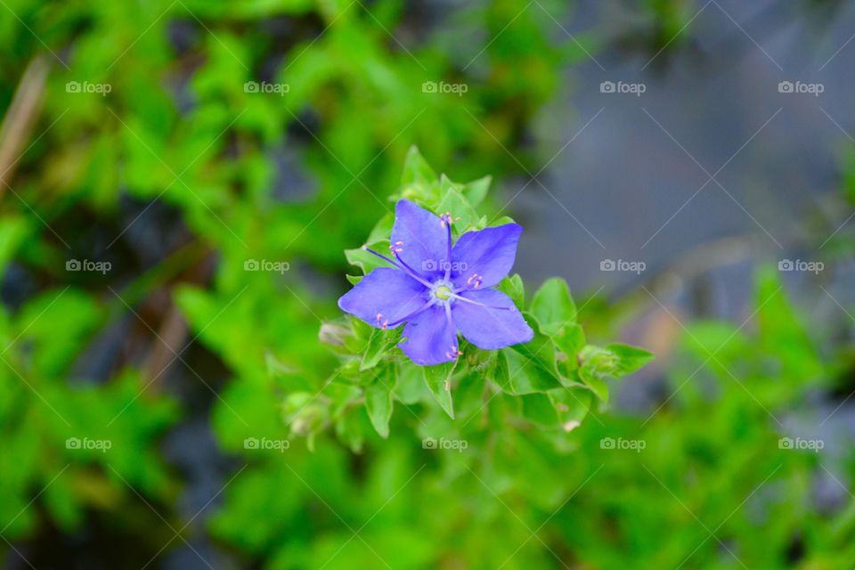 High angle view of a purple wildflower