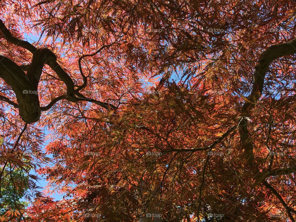 Red Dragon Lace Leaf Japanese Maple