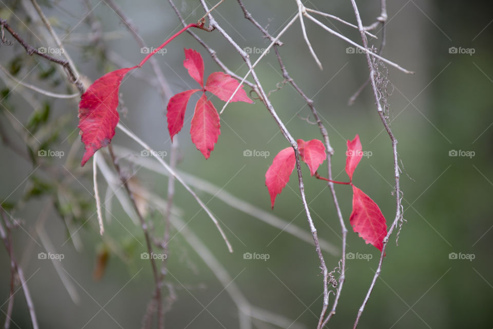 Beautiful Red fall leaves on tree limbs