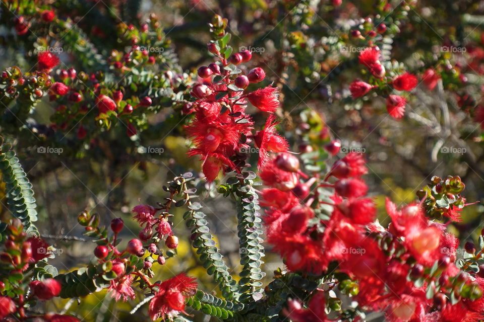 Red flower called scarlet featherflower