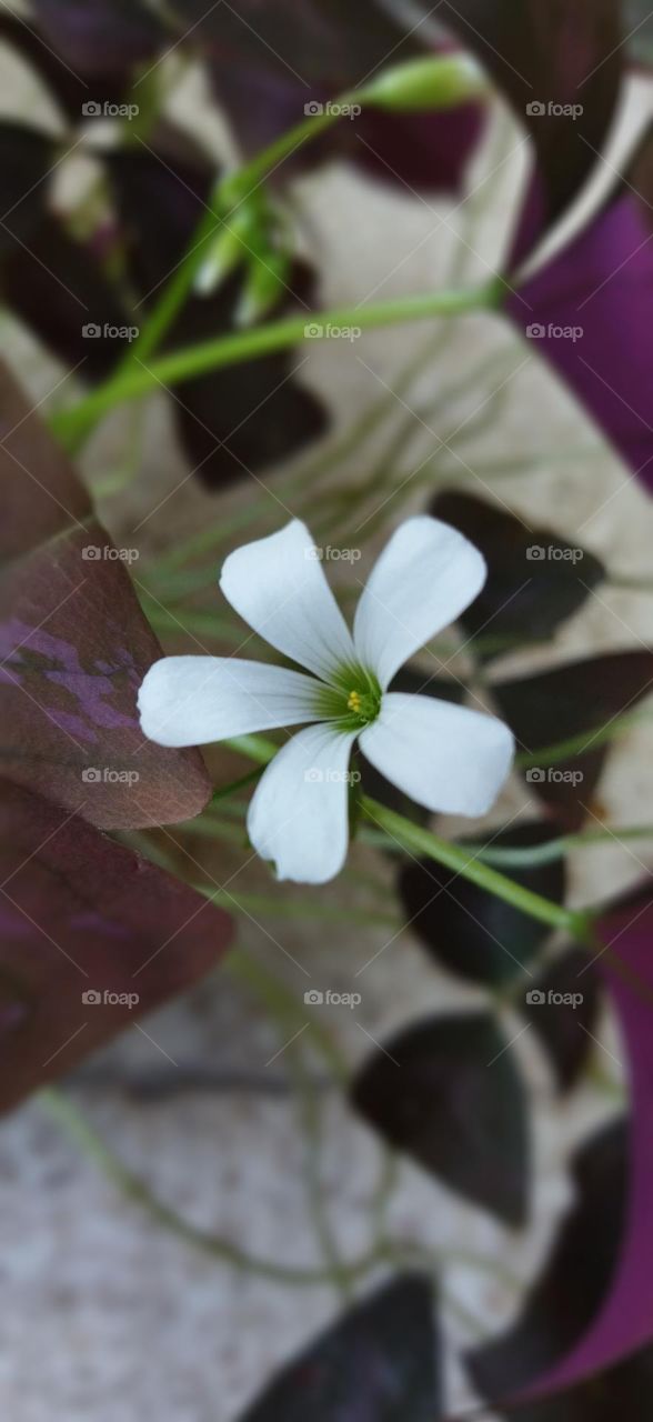 white flowers