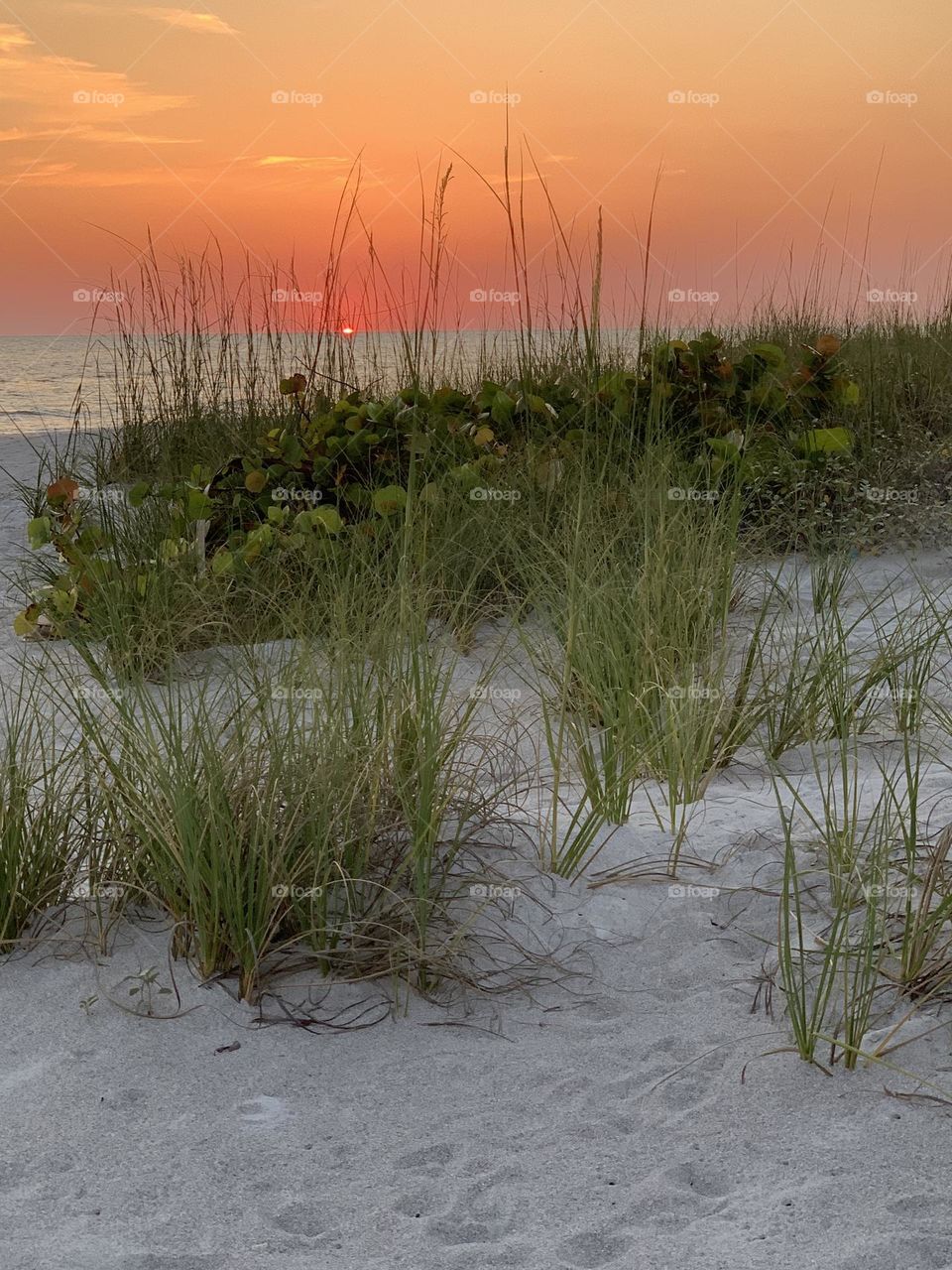 Sea oats and dunes gulf coast Florida sunset