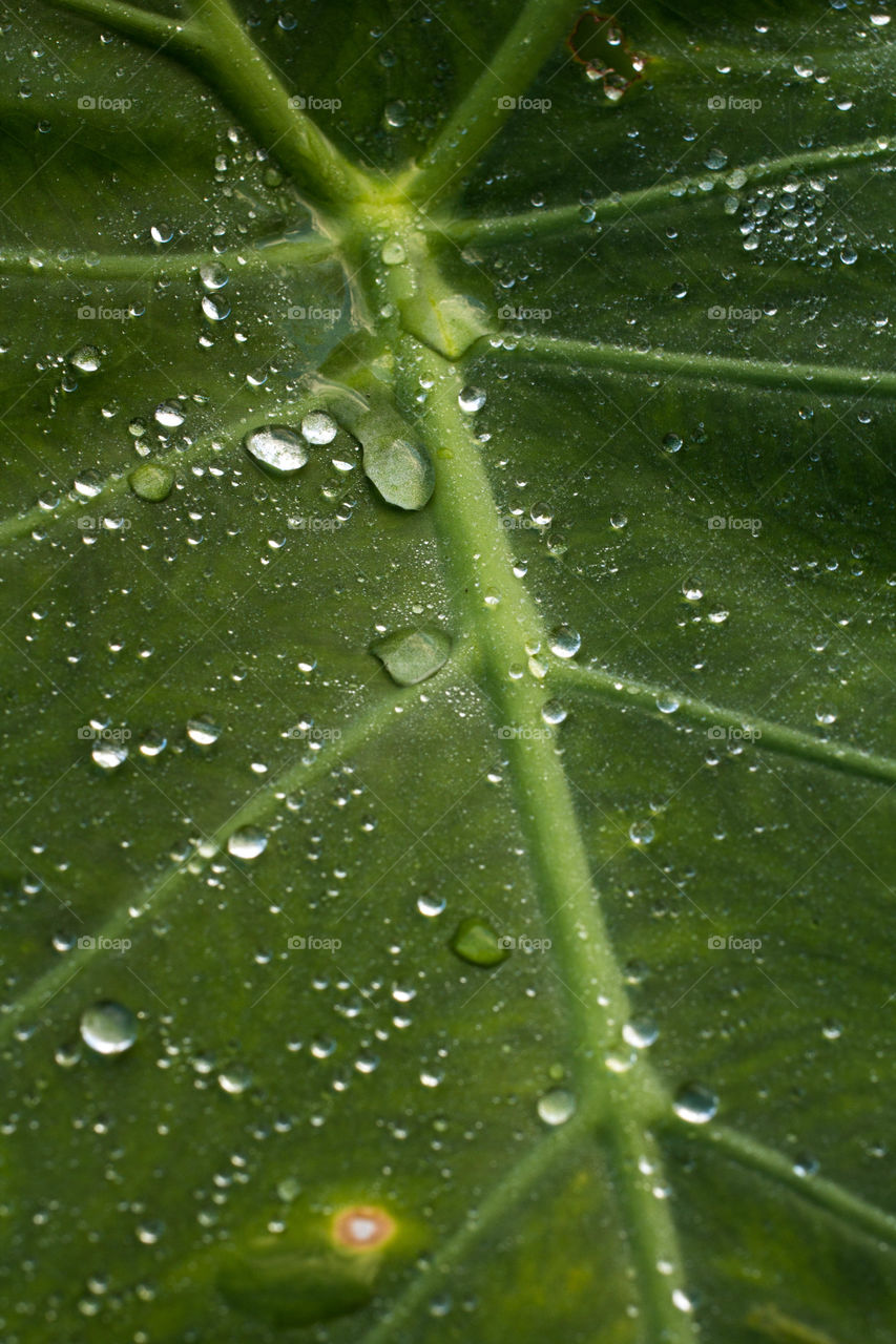 Water drops on the leaves