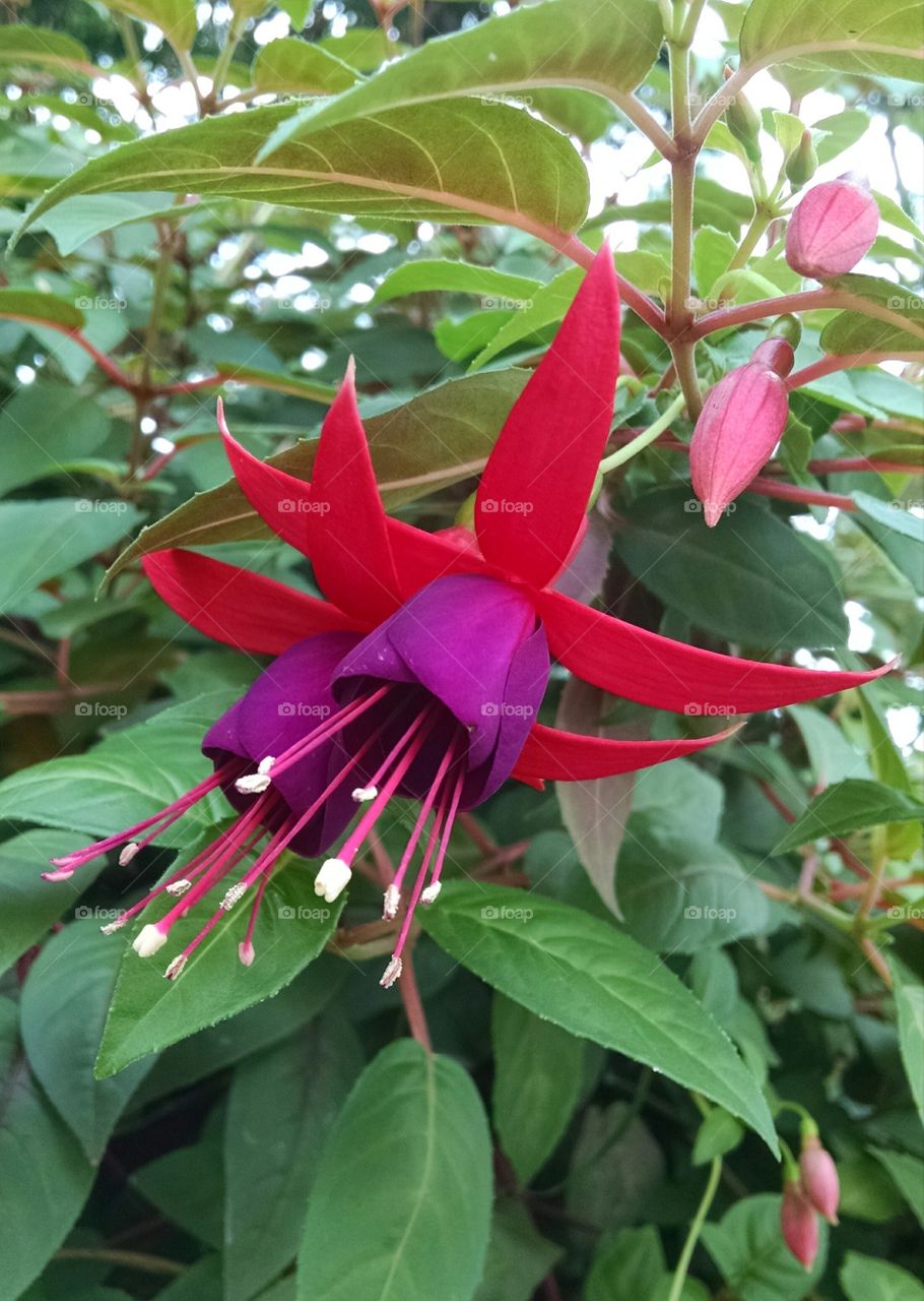 purple and red flower
