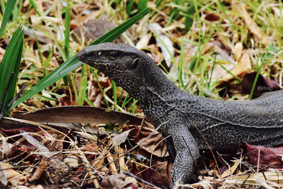 Monitor in Sri Lanka
this dude is smiling