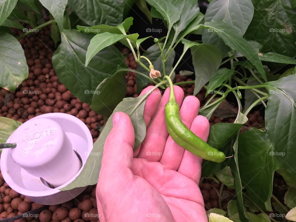 Garden Anywhere - Aquaponic Peppers