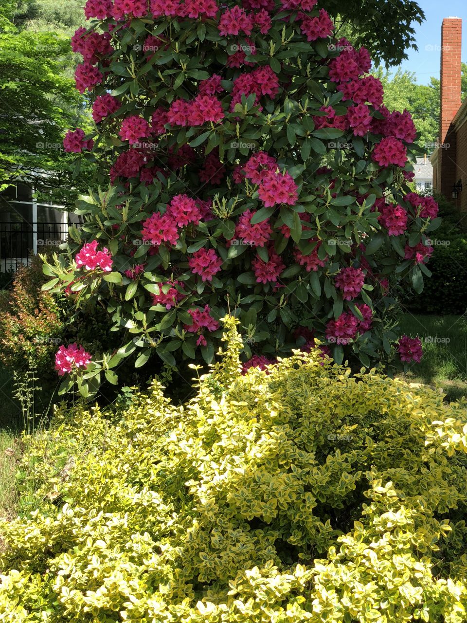 A beautiful spring rhododendron 