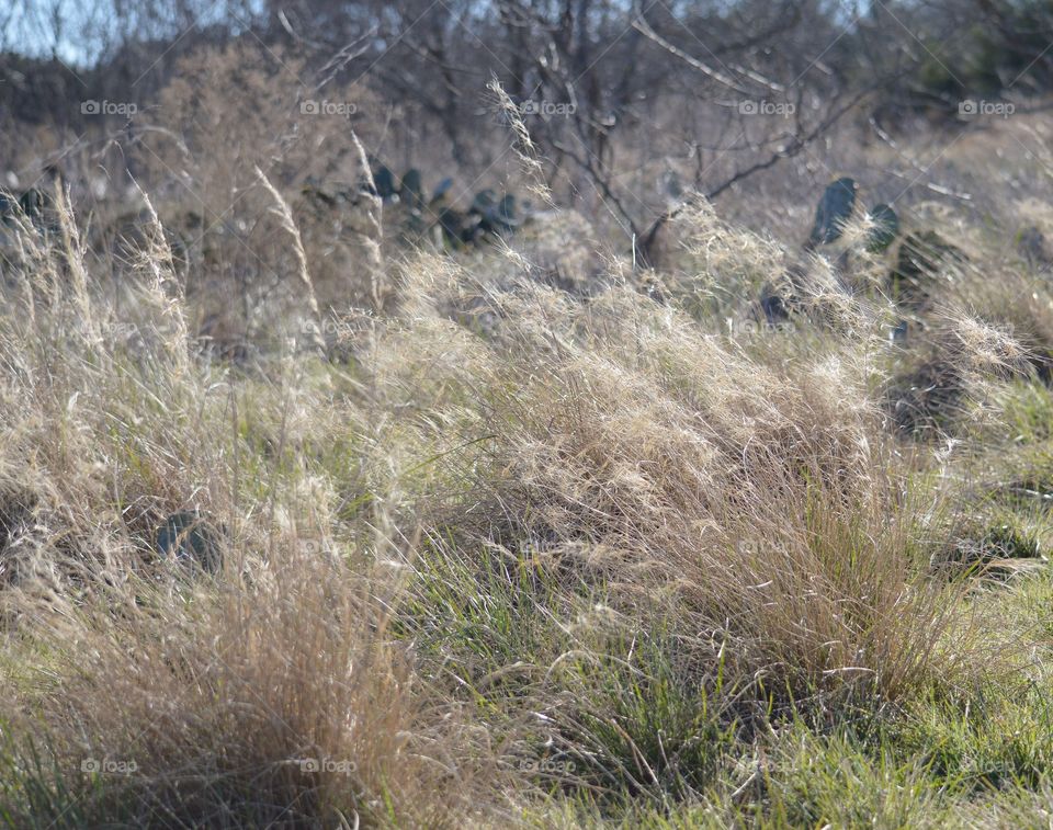 Grass clumps amongst the cacti. 
